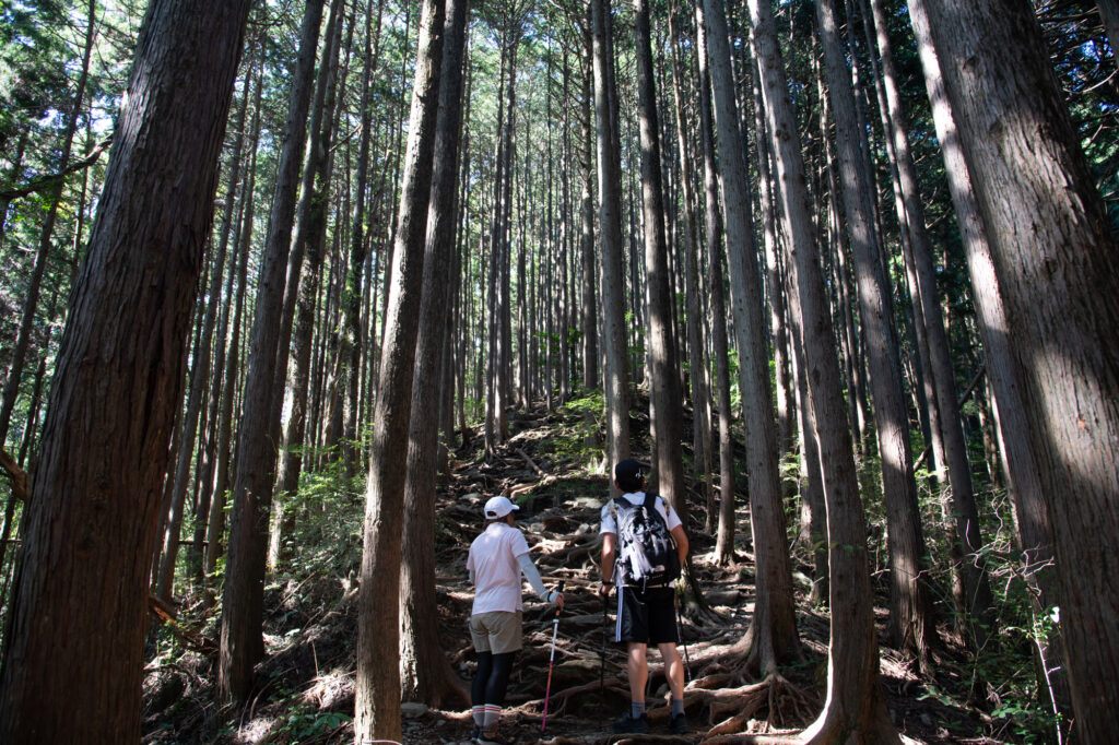 陣馬山_登山道2