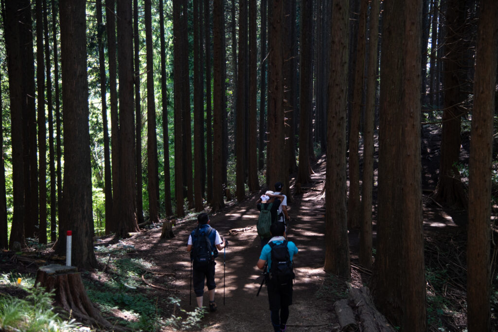 陣馬〜景信山登山道