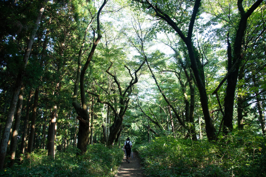 城山から高尾山へ向かう登山道