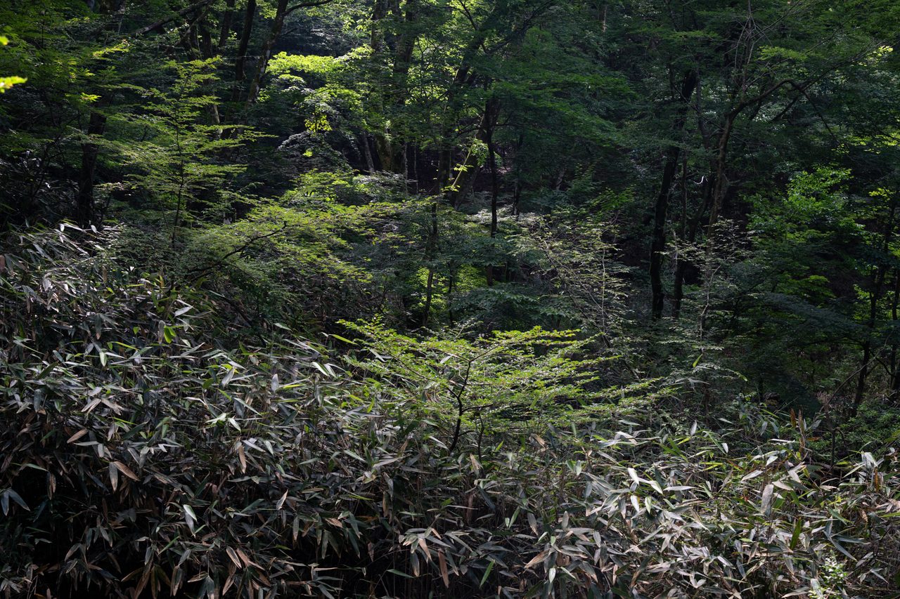 金時山・明神ヶ岳縦走 04
