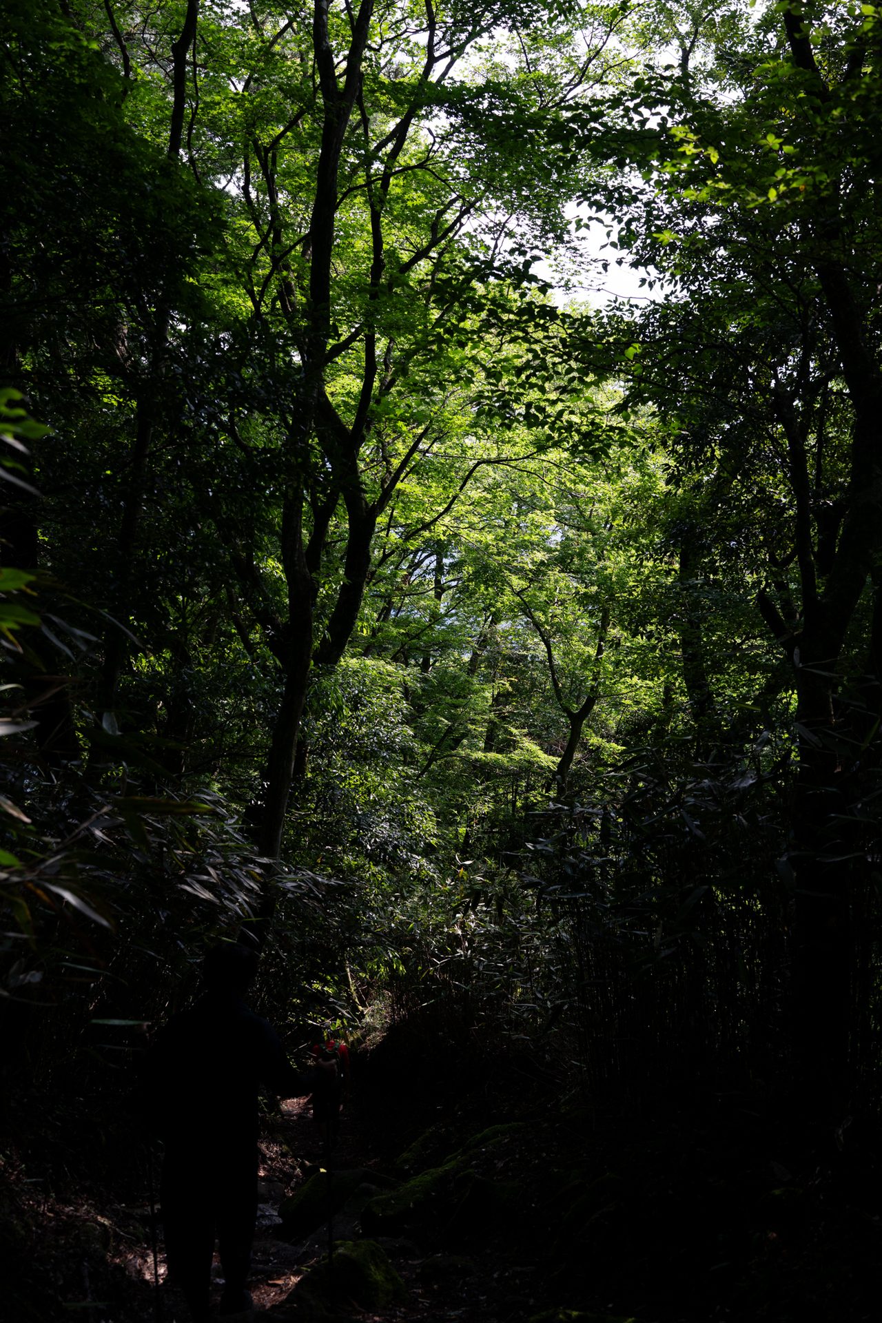 金時山・明神ヶ岳縦走 33