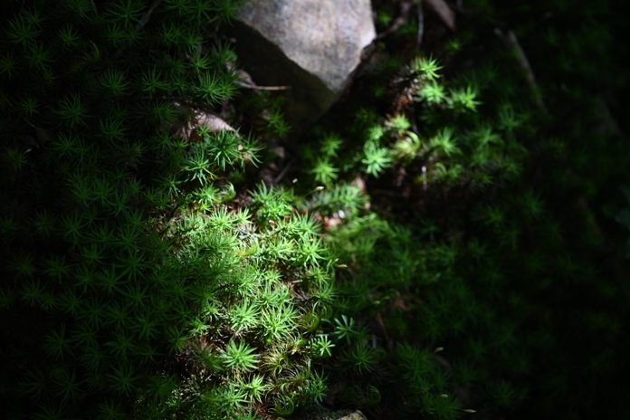 朝日に照らされた苔が美しいです。